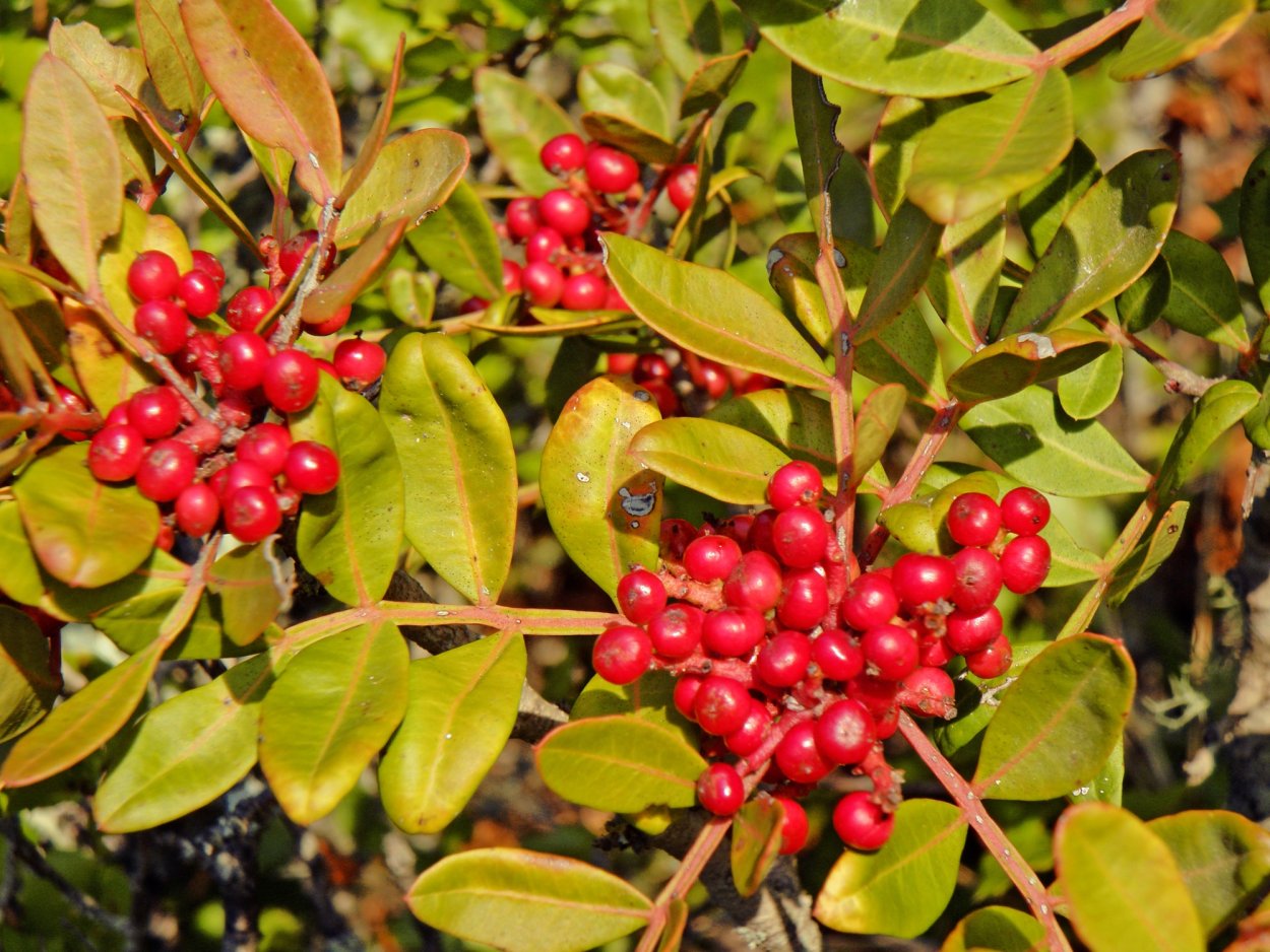 Сассапариль шероховатый