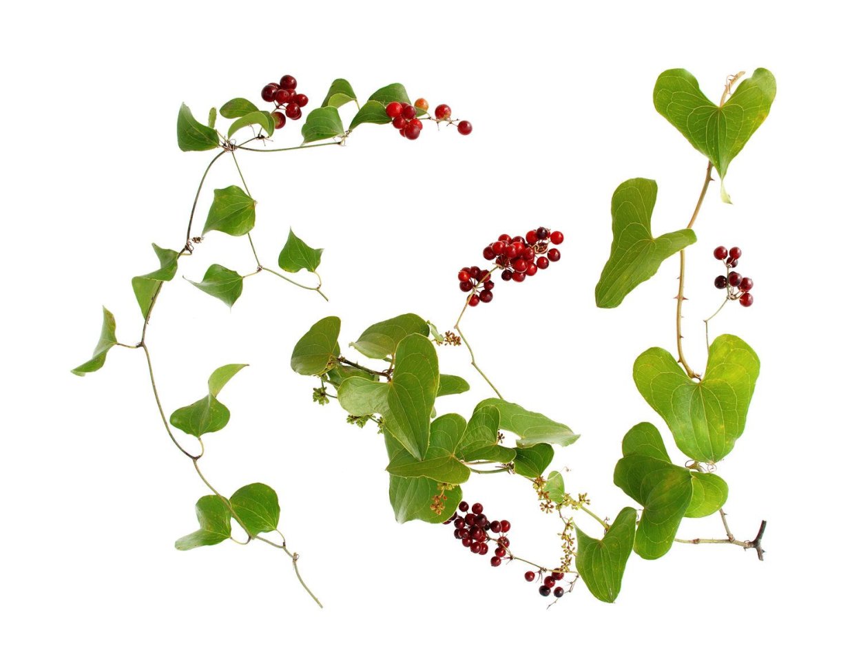 Сарсапарель рисунок