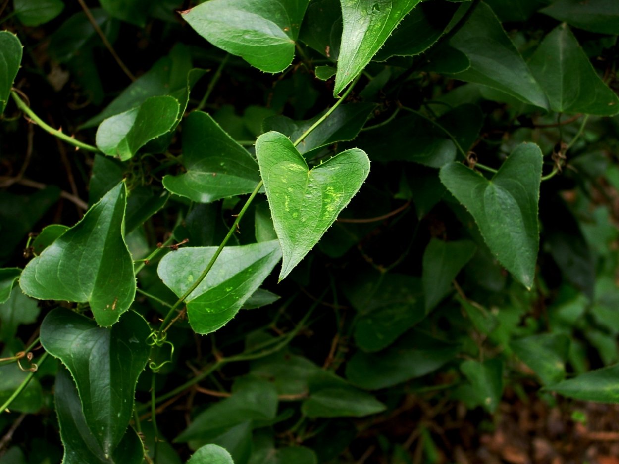 Сассапариль колючки