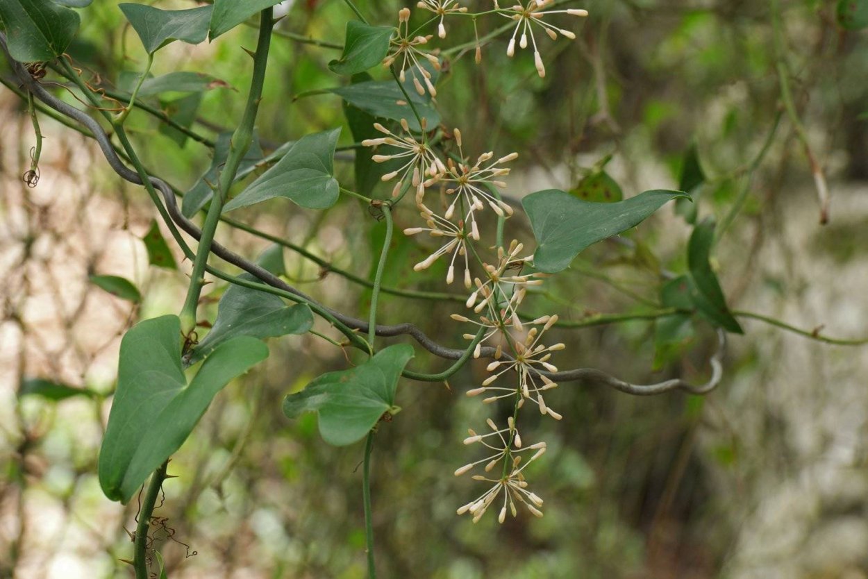 Сассапариль Лиана