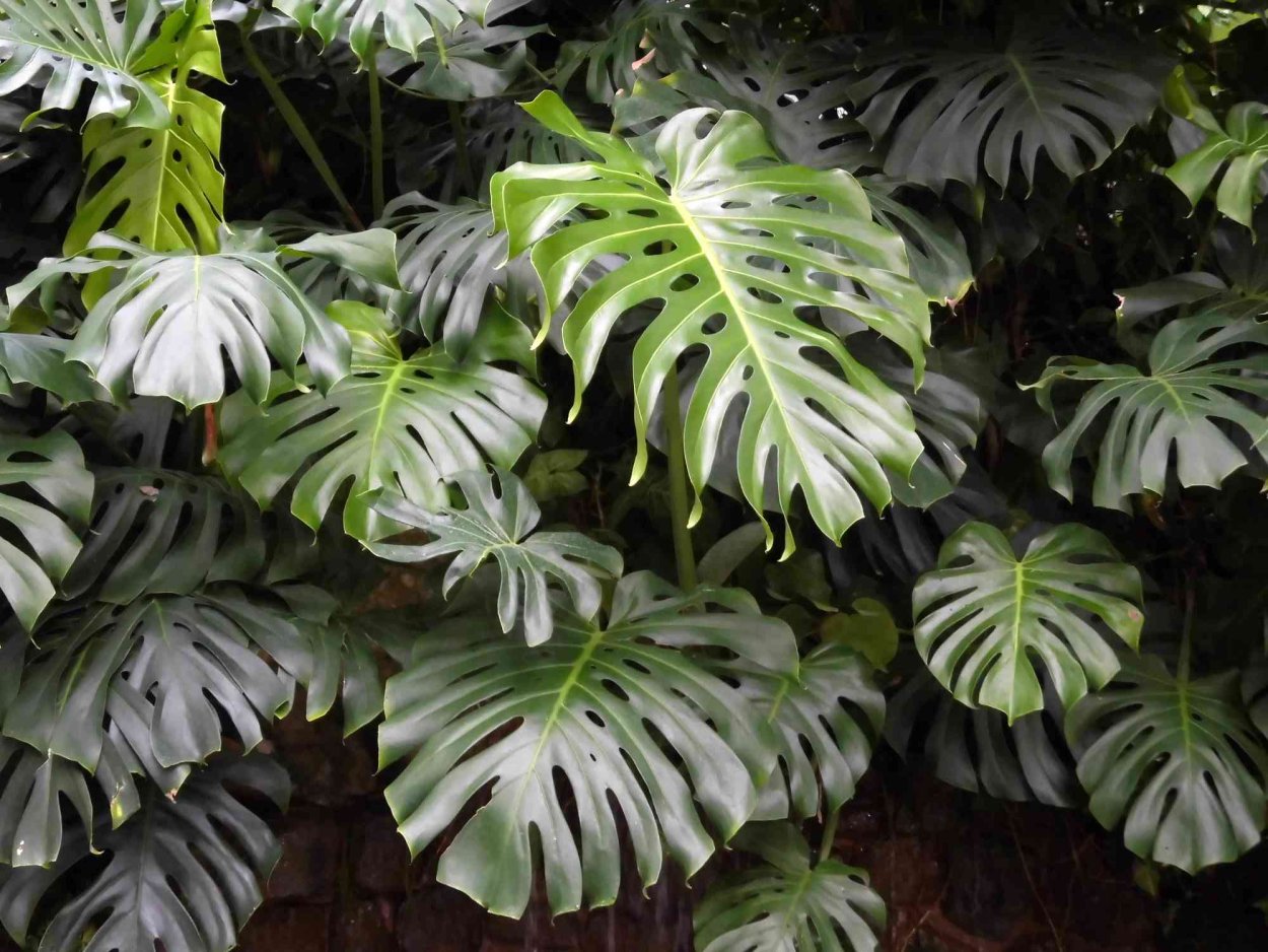 Monstera deliciosa листья