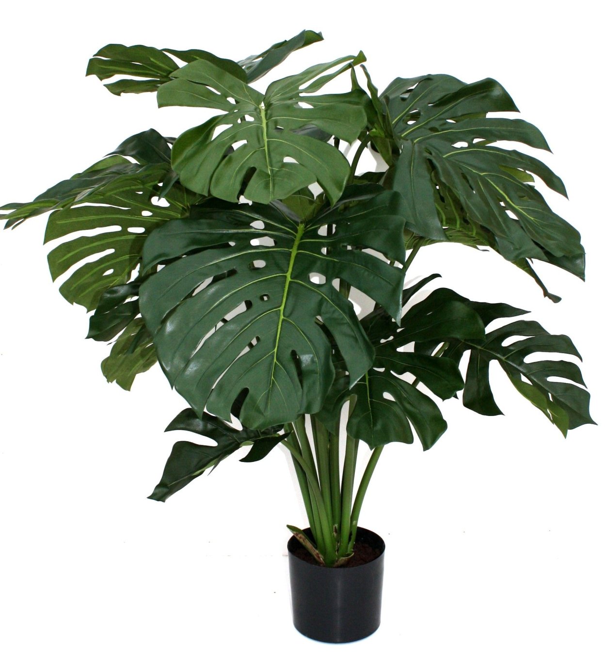 Монстера Делициоза (Monstera deliciosa)