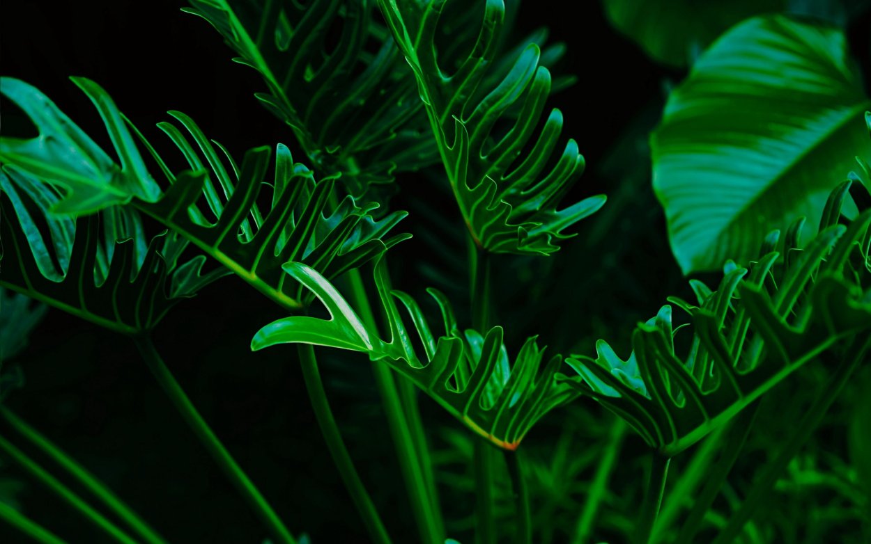 Тропические лист Monstera