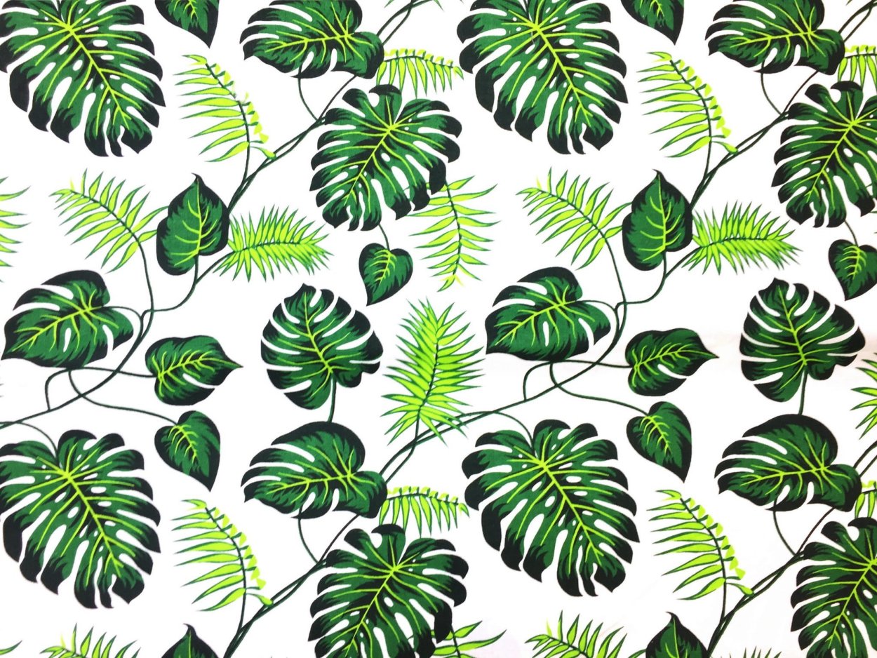 Тропические лист Monstera