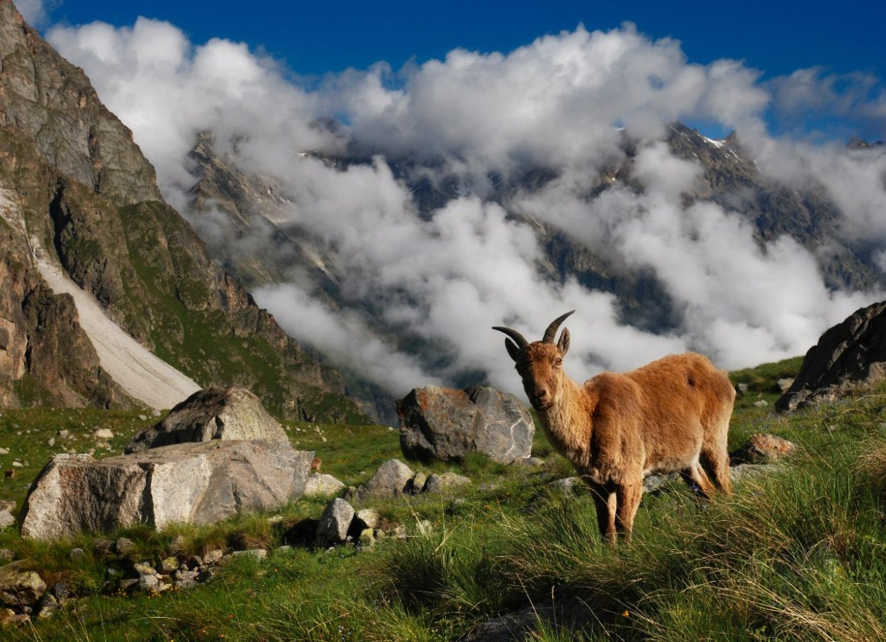 Национальные парка Алания фауна
