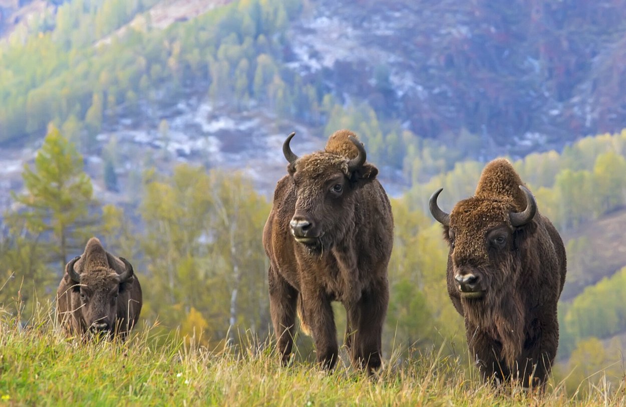 ЗУБР Тебердинский заповедник