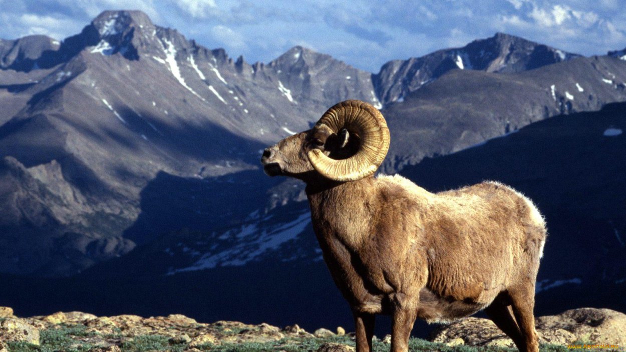 Аргали Алтайский заповедник