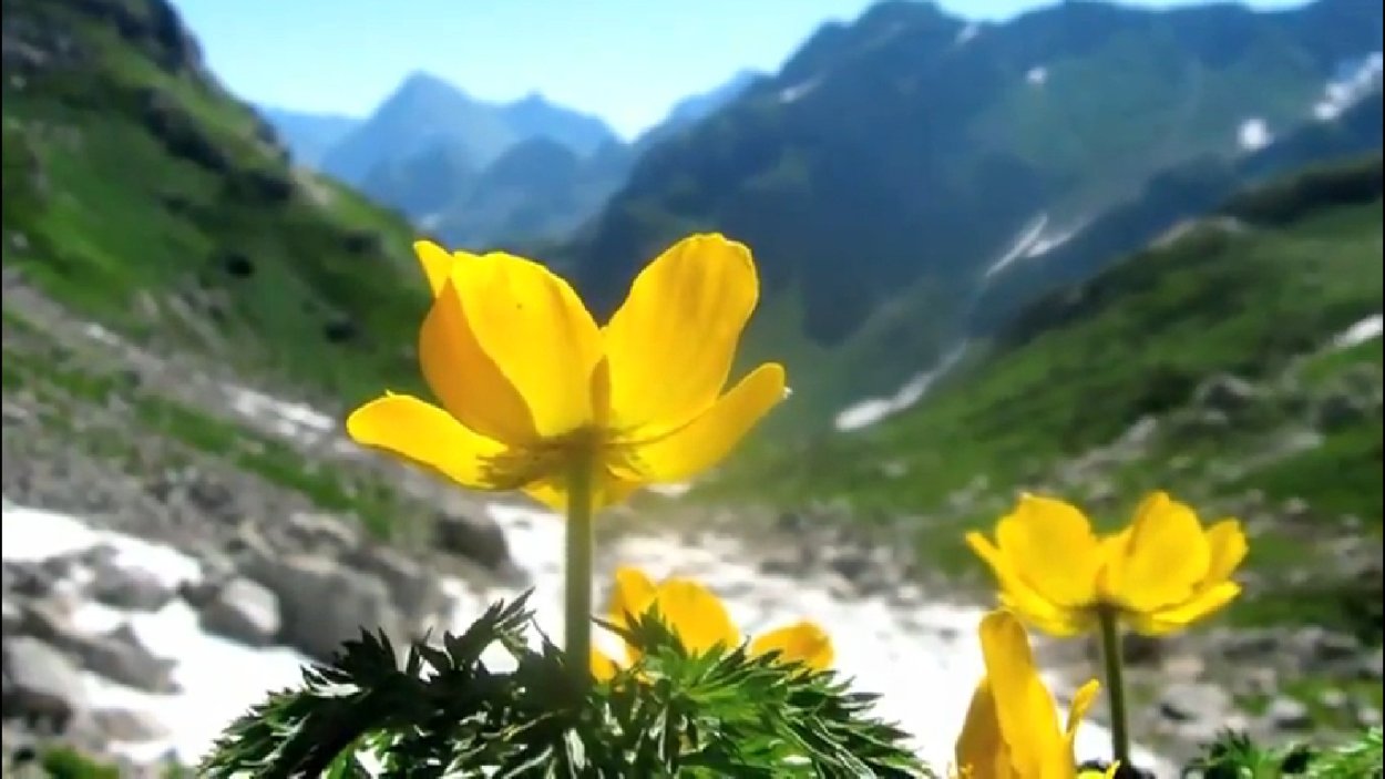 Кавказский заповедник Краснодарского растения