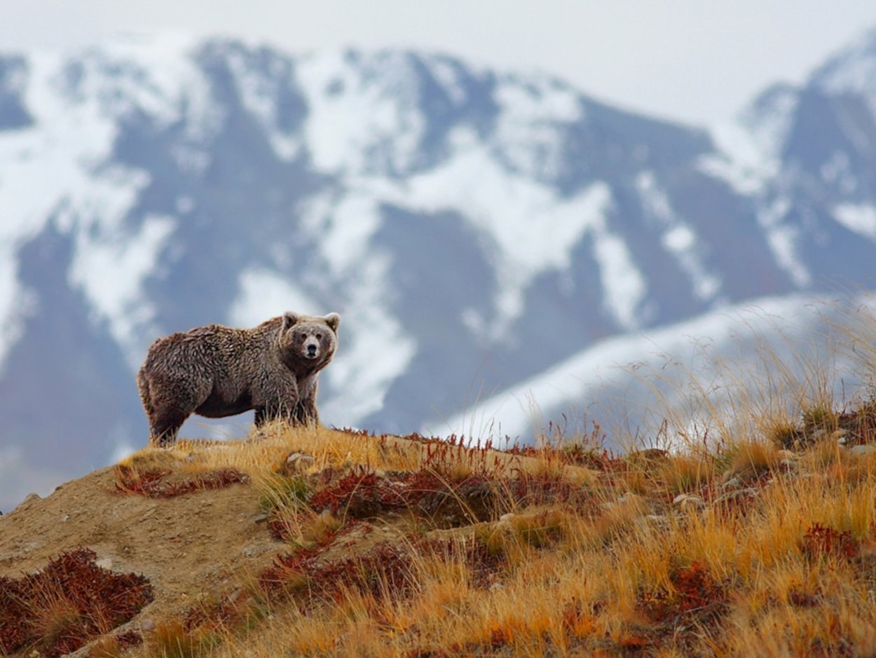Сайлюгемская популяция бурого медведя (Ursus arctos)