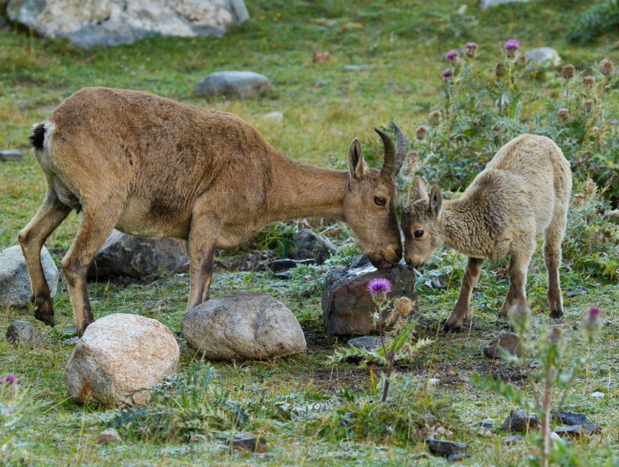 Кавказский биосферный заповедник косуля