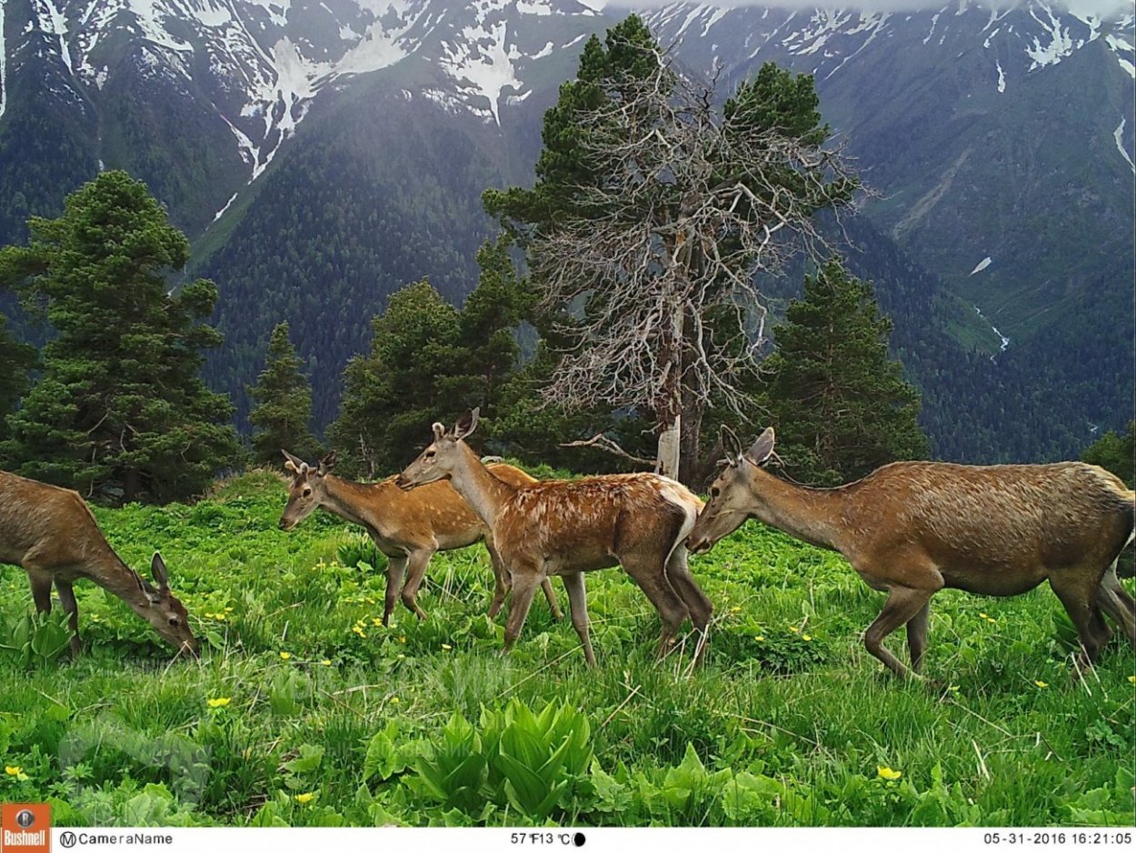 Кавказский биосферный заповедник фауна