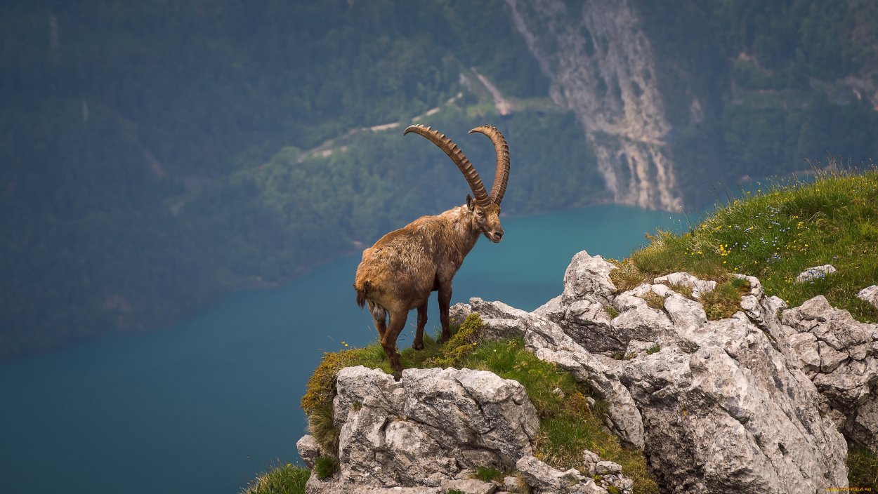 Горный козел Гималаи