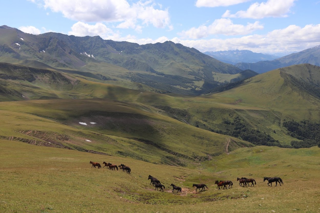Степи Северного Кавказа