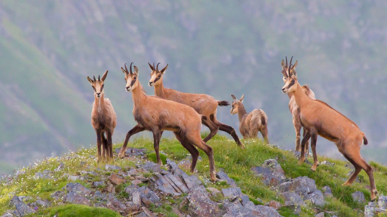 Горные животные России