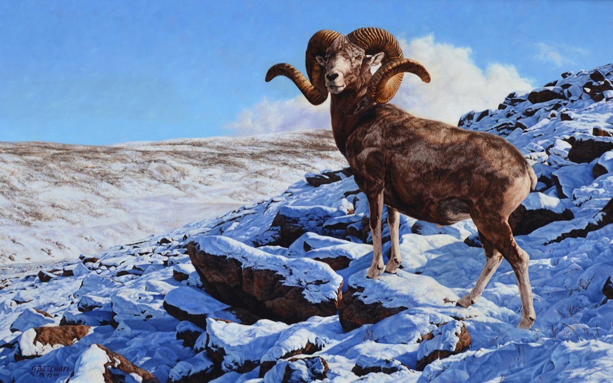 Алтайский баран аргали, Архар