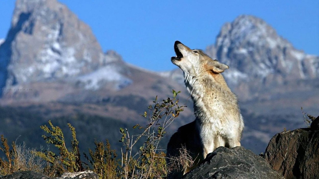 Непальский волк