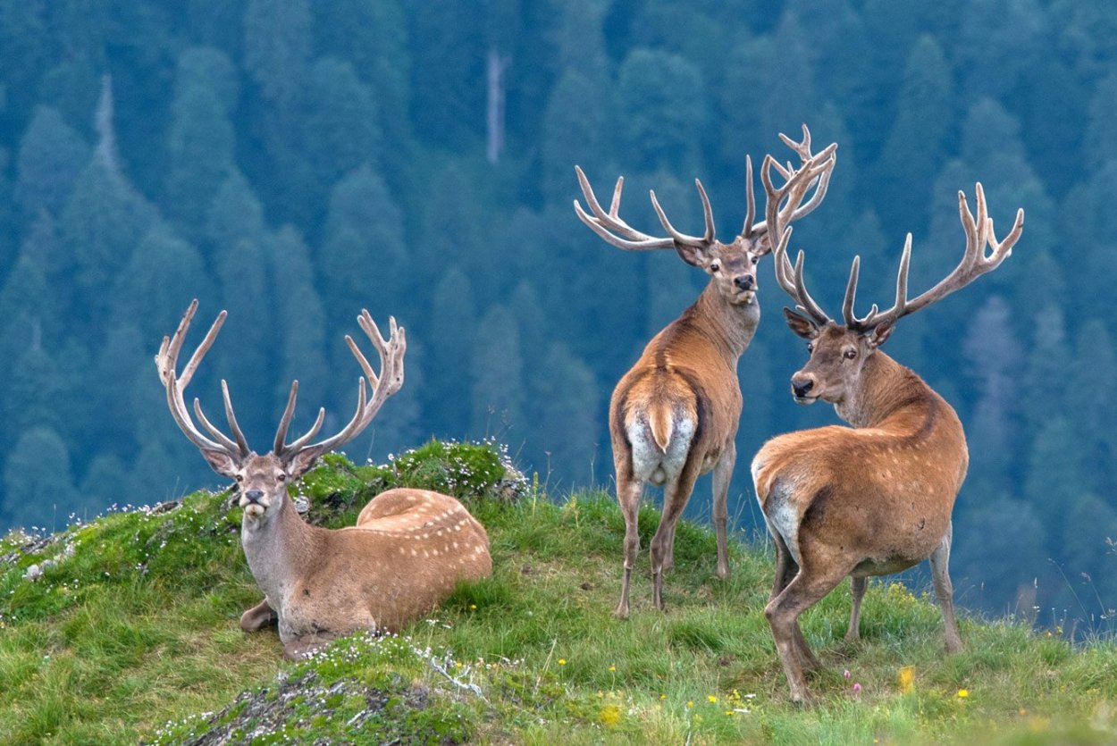 Кавказский благородный олень Краснодарского края