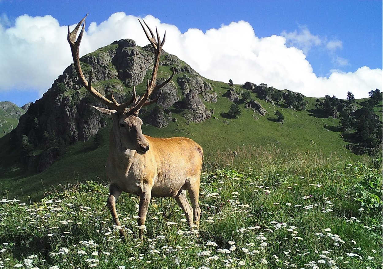 Кавказский биосферный заповедник олень