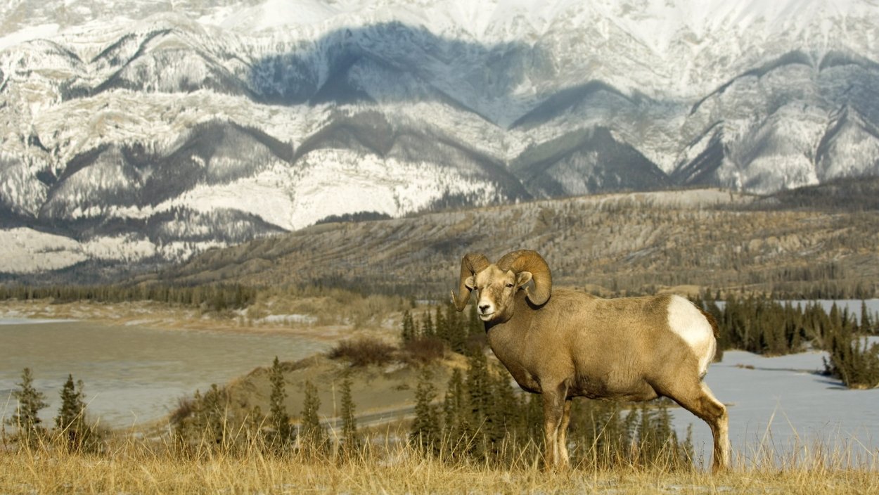 Тянь-шаньский горный баран