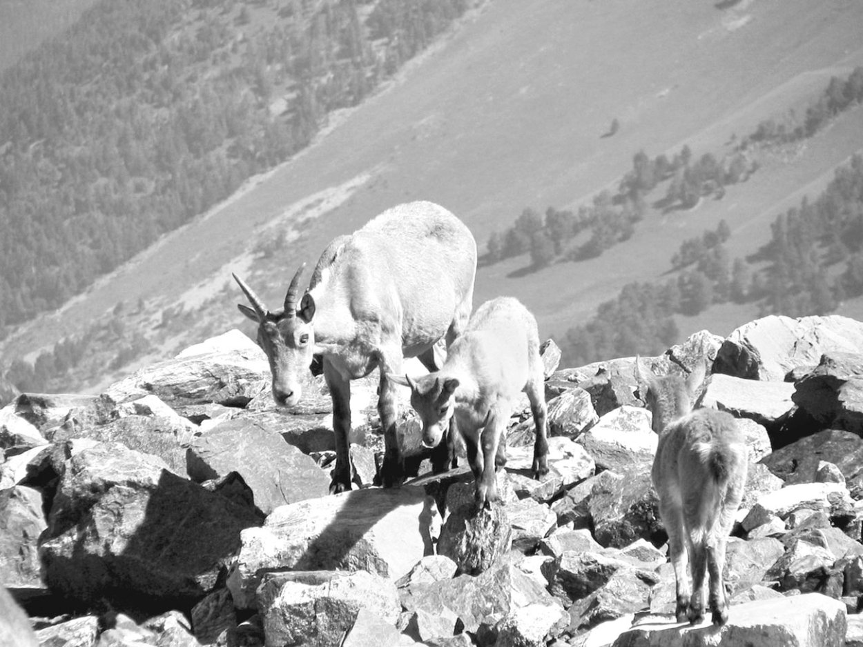 Карачаево-Черкесия Тебердинский заповедник