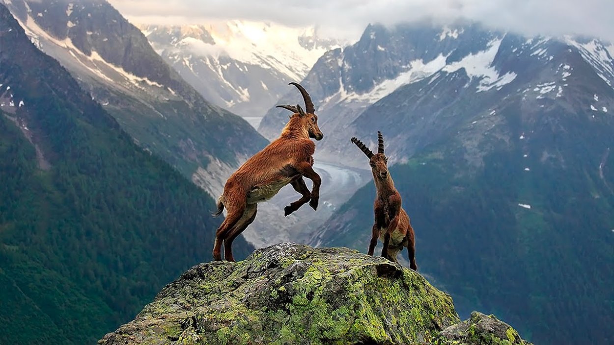 Альпийский горный козел Ибекс