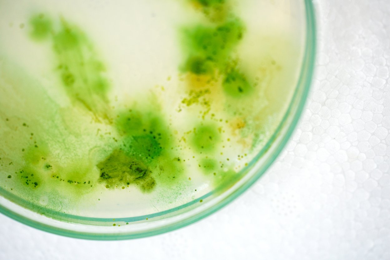 Морские цианобактерии