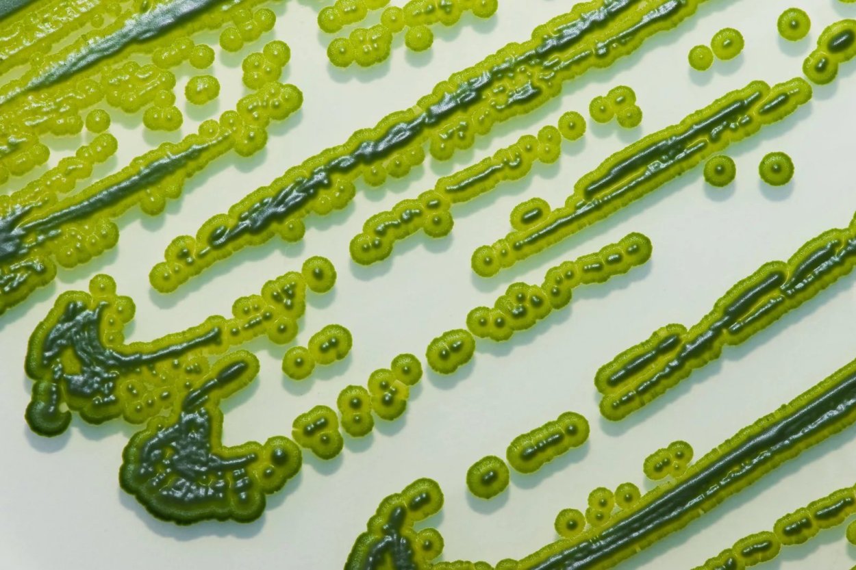 Морские водоросли спирулина