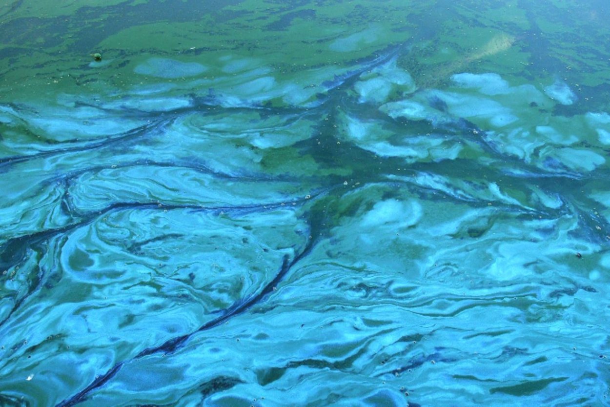 Зелёные водоросли