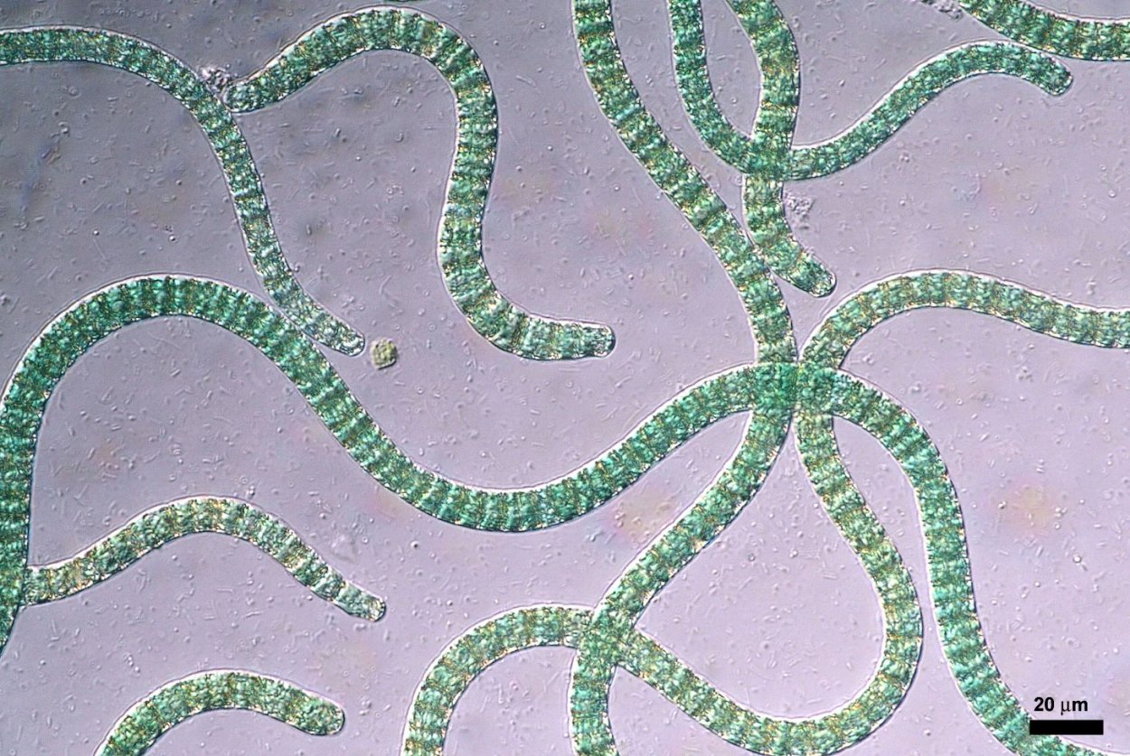 Ламинария японская морская капуста