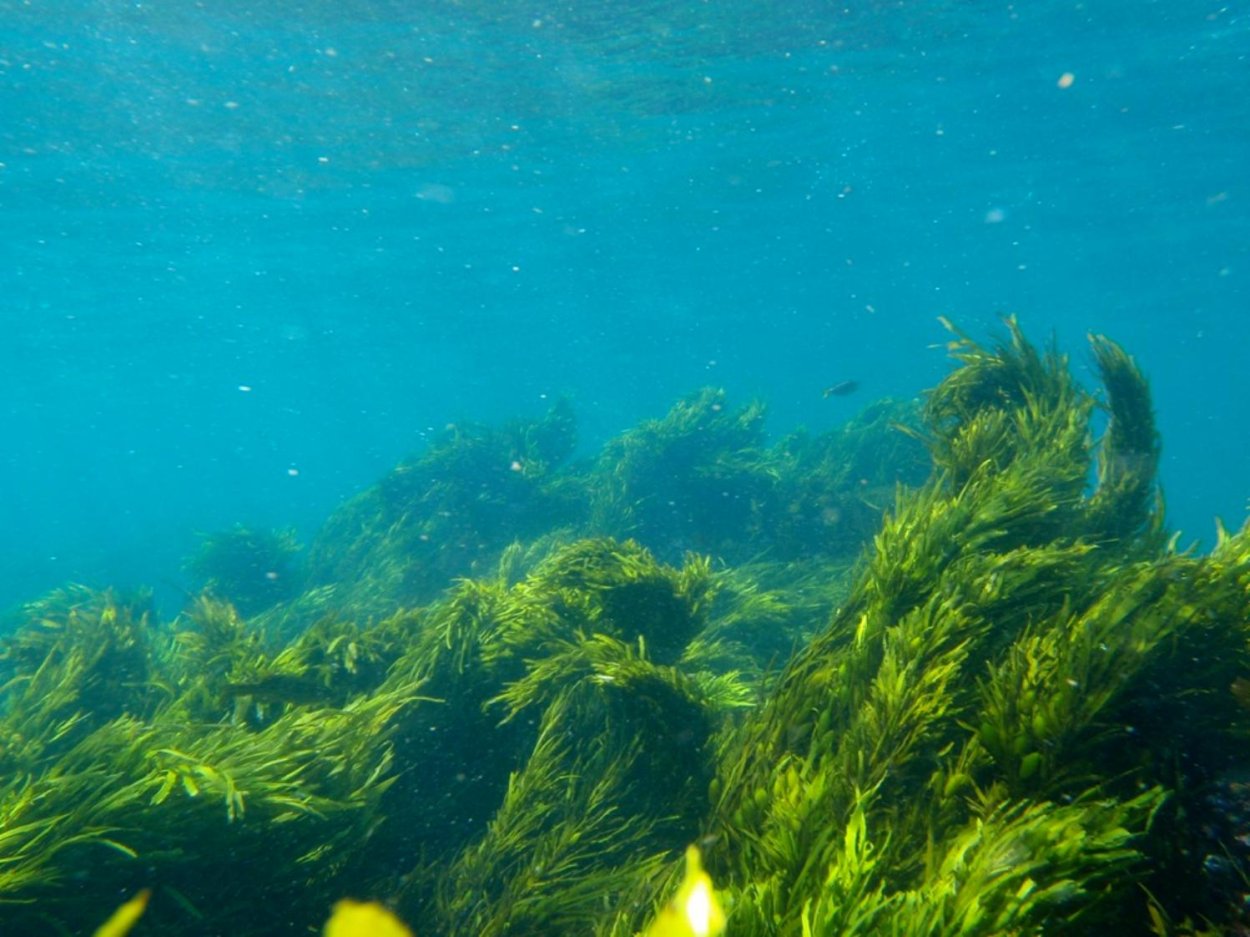 Зелёные водоросли Пресноводные