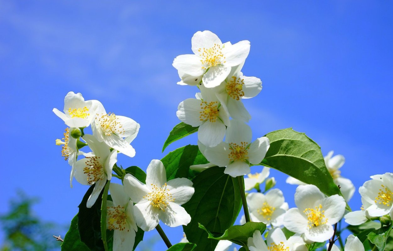 Плюмерия - Plumeria d17 h100