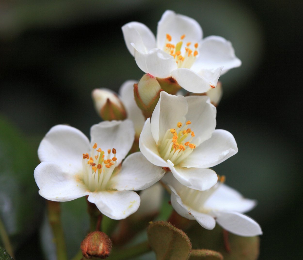 Жасмин-чубушник Филадельфия