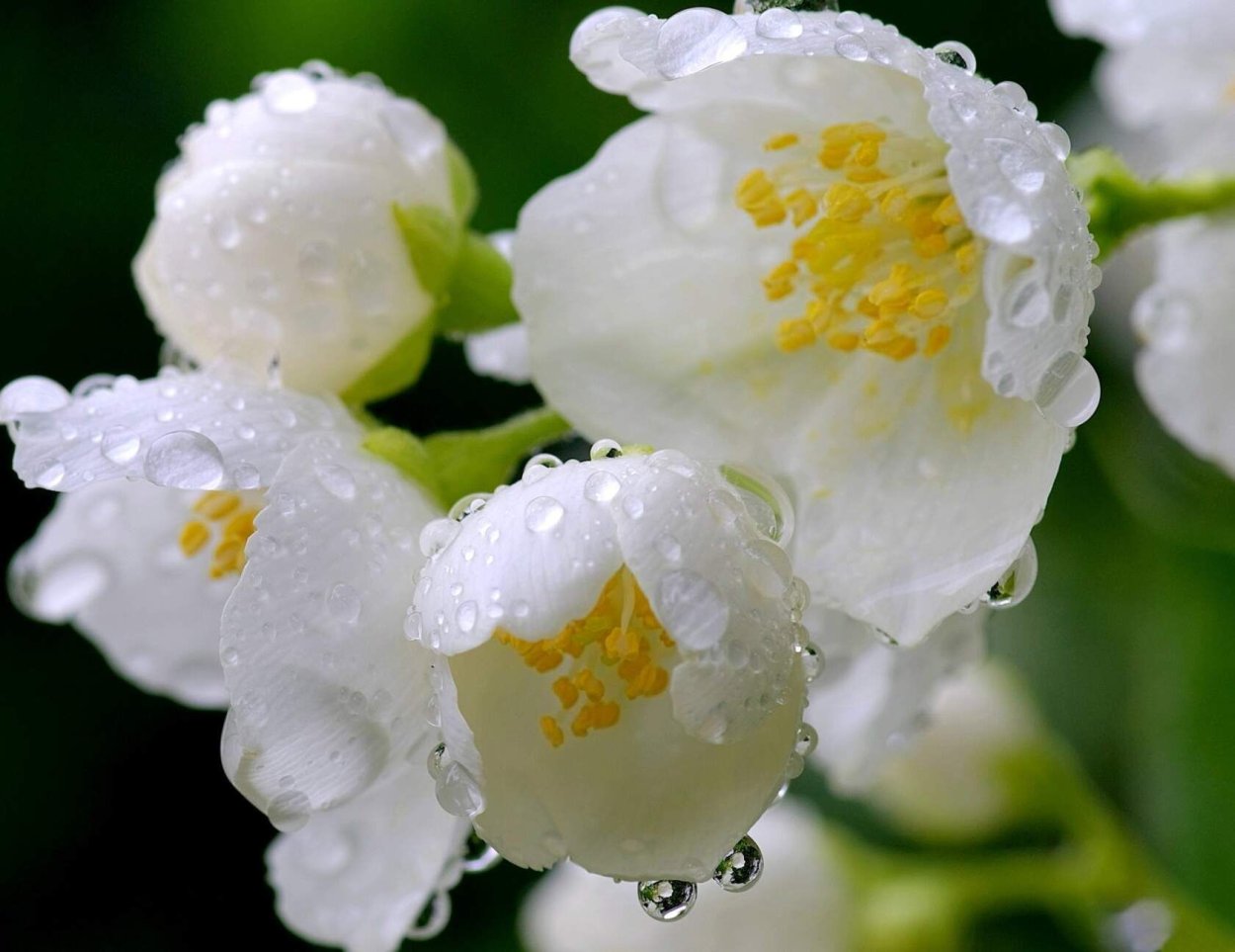 Чубушник плоды