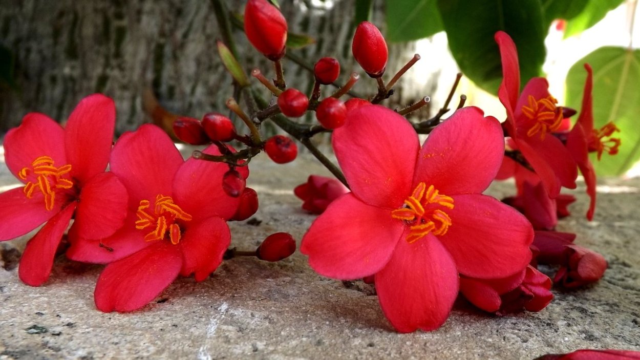 Трахелоспермум вечнозеленый