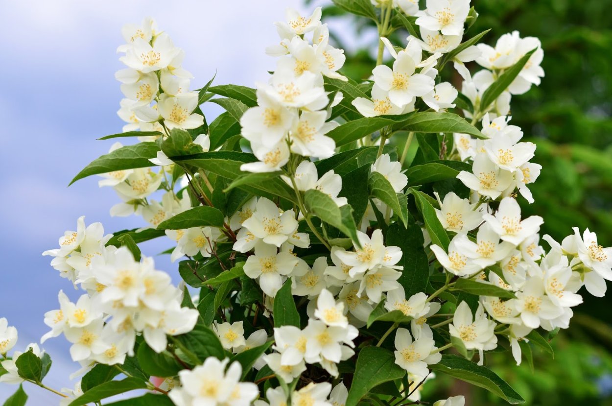 Жасмин grandiflorum