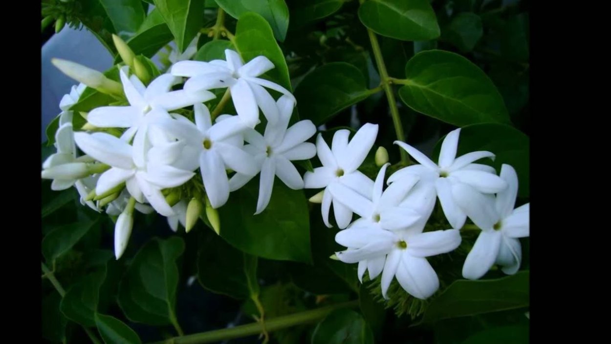 Чубушник Зоя Космодемьянская