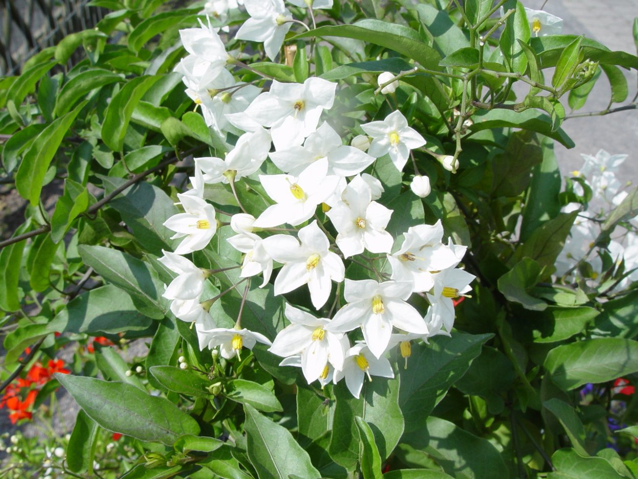 Жасмин цветок Лиана