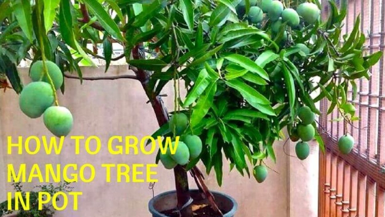 Китайская слива 4 буквы