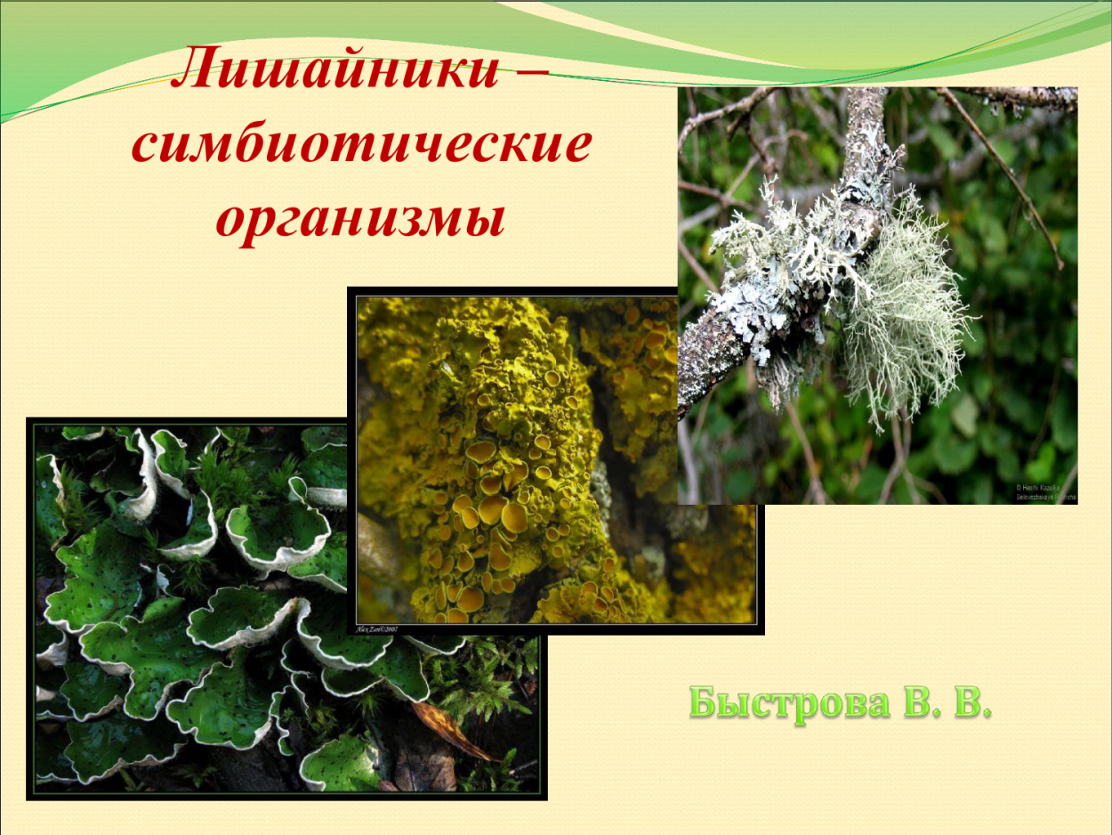 Лишайники комплексные симбиотические организмы