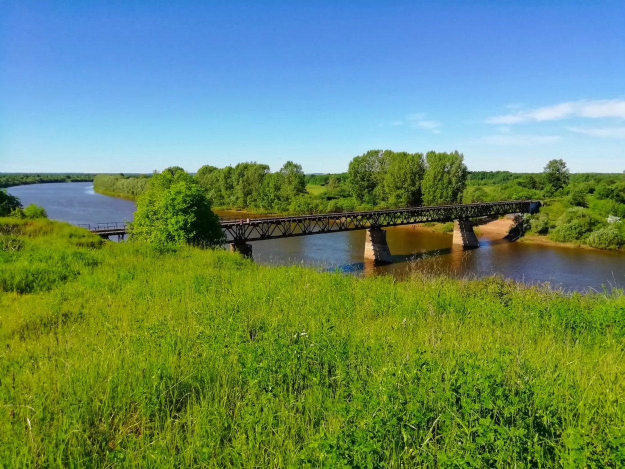 Растения реки чепца - 70 фото