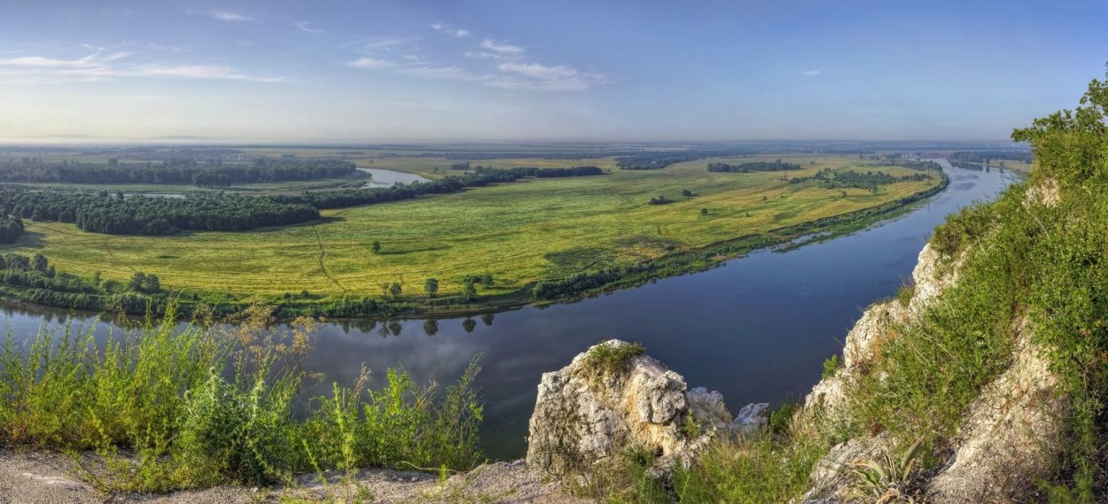 Камыш Озерный albescens