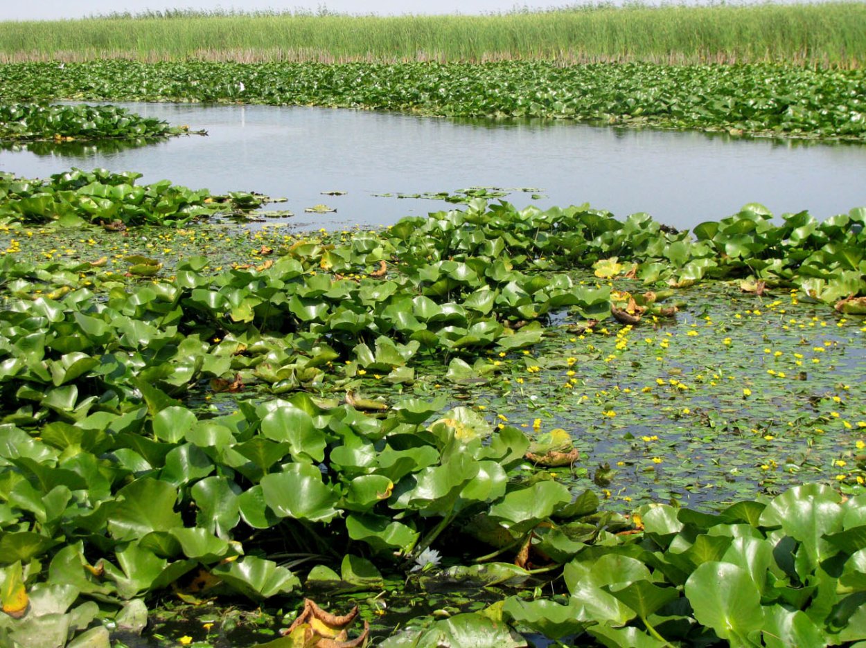 Рдест водоросли