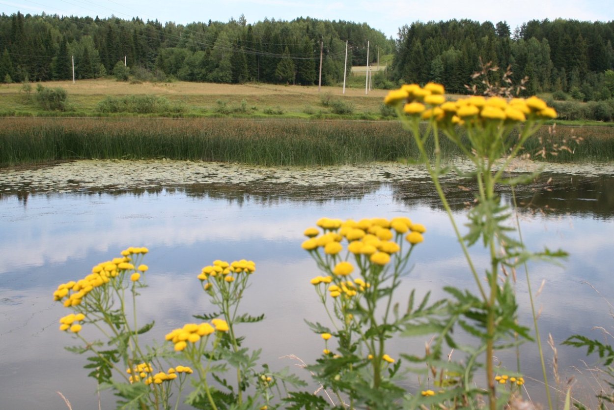Река Чепца Удмуртия Балезино
