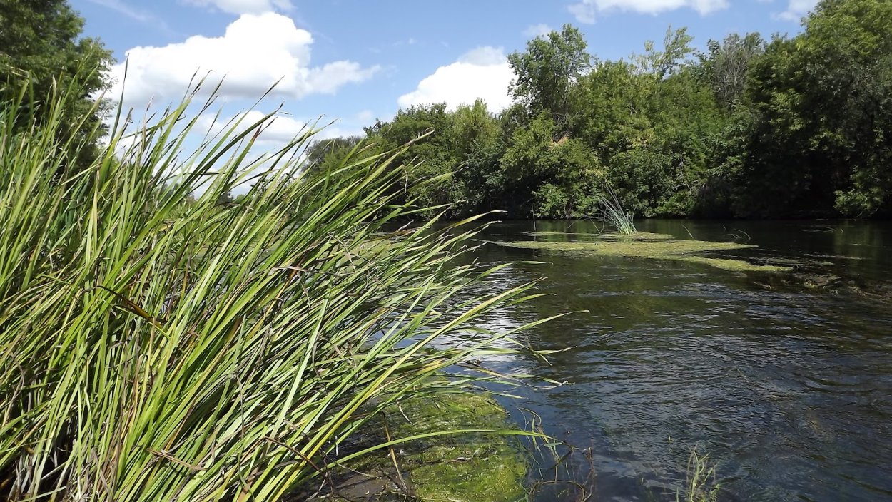 Болотная трава рогоз