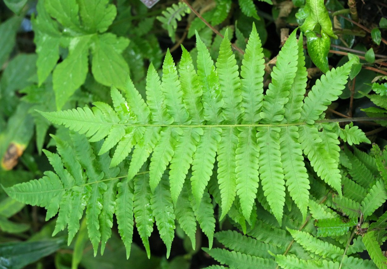 Тропические лист Monstera