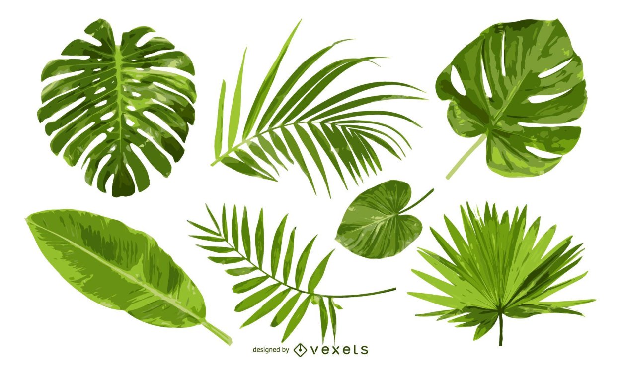 Листья бананового дерева