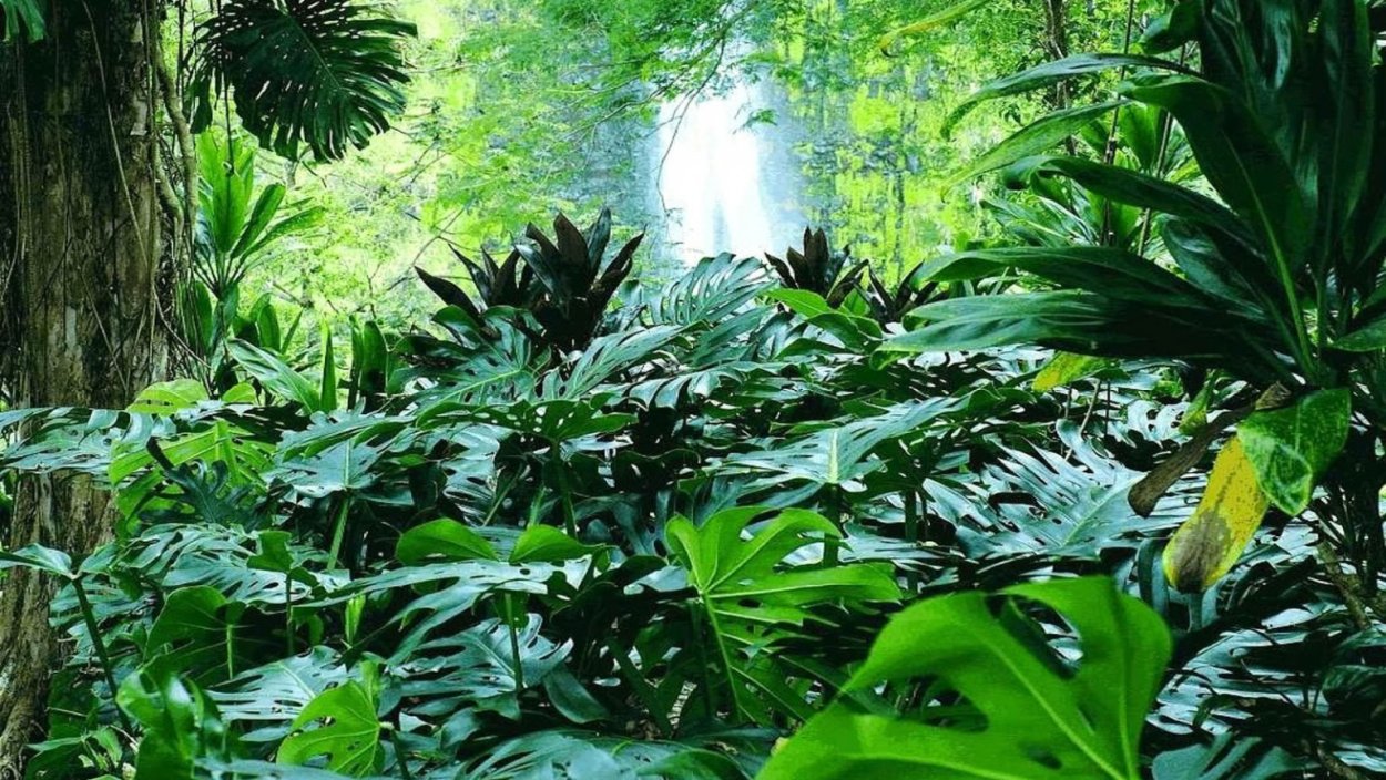 Алоказия крупнокорневая