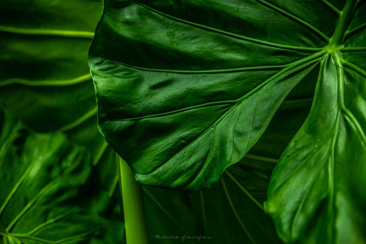 Китайская веерная Пальма