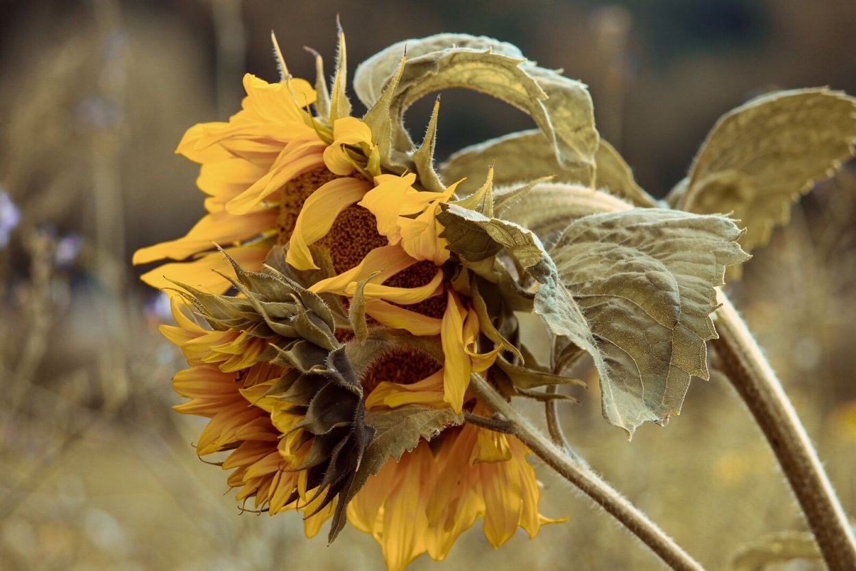 Увядание растений