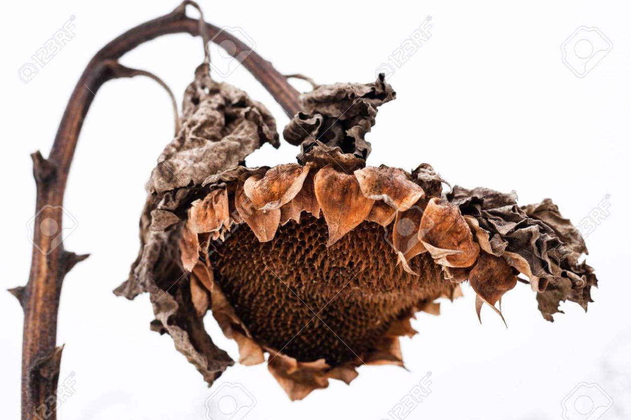 Елка завядшая